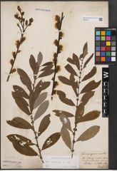 Foto von Salix cinerea L.